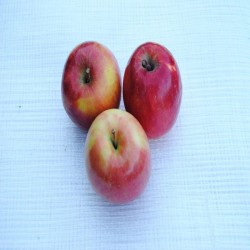 Manzanas Jonagored
