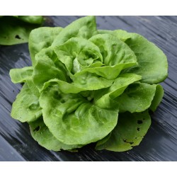 Lechuga Lisa