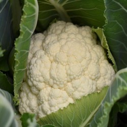 Coliflor Terras de Miranda