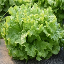 Lechuga Riza