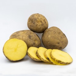 Batata Azeda 10kg