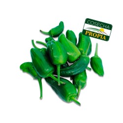 Pimentas Variedade Padrón